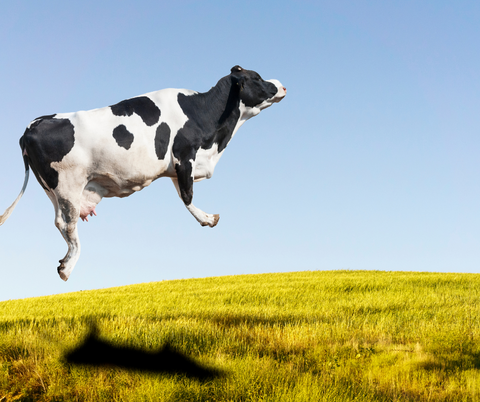 Cow superhero